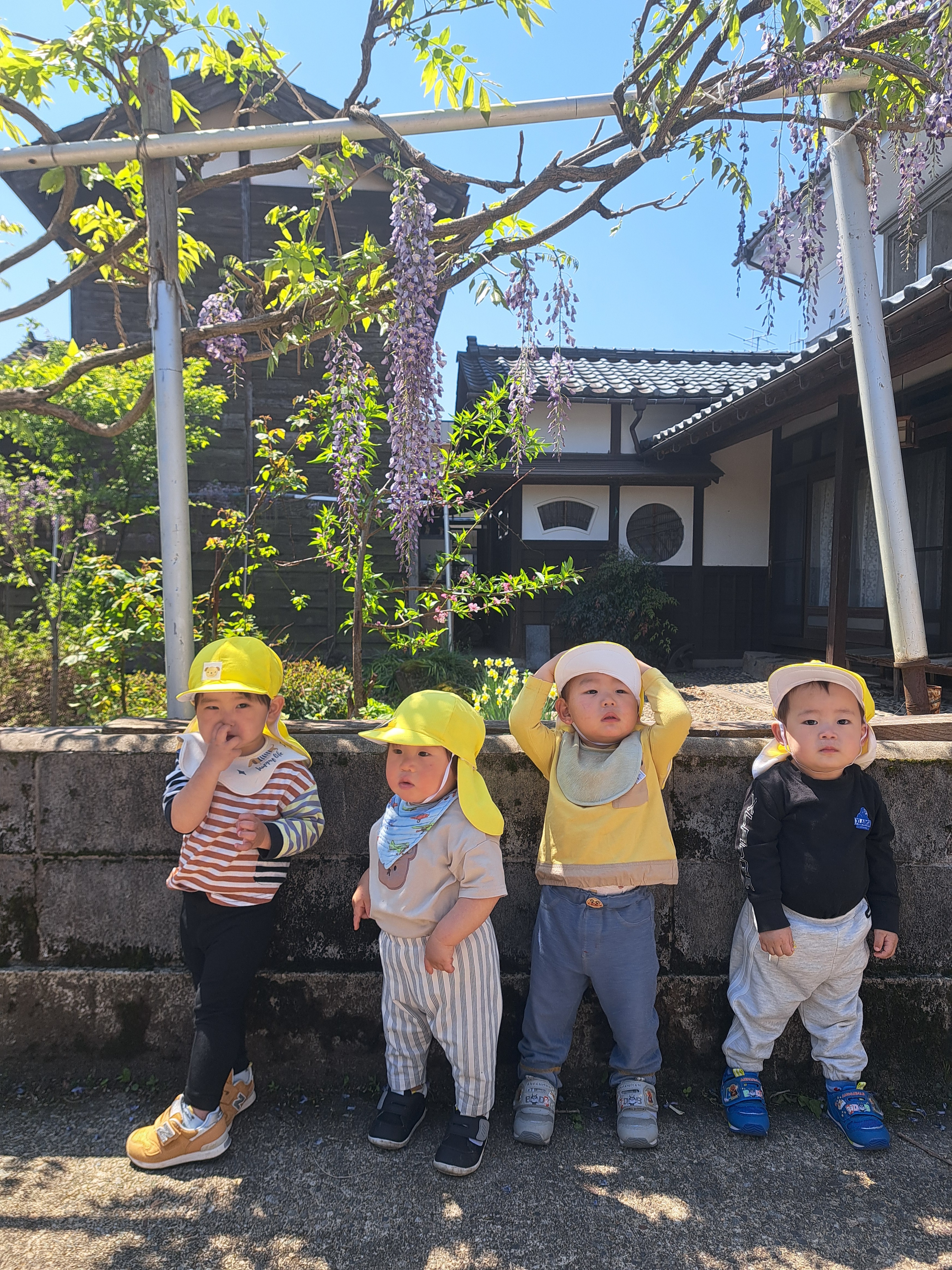 近所の藤棚があるお家にいってきたよキレイだったね