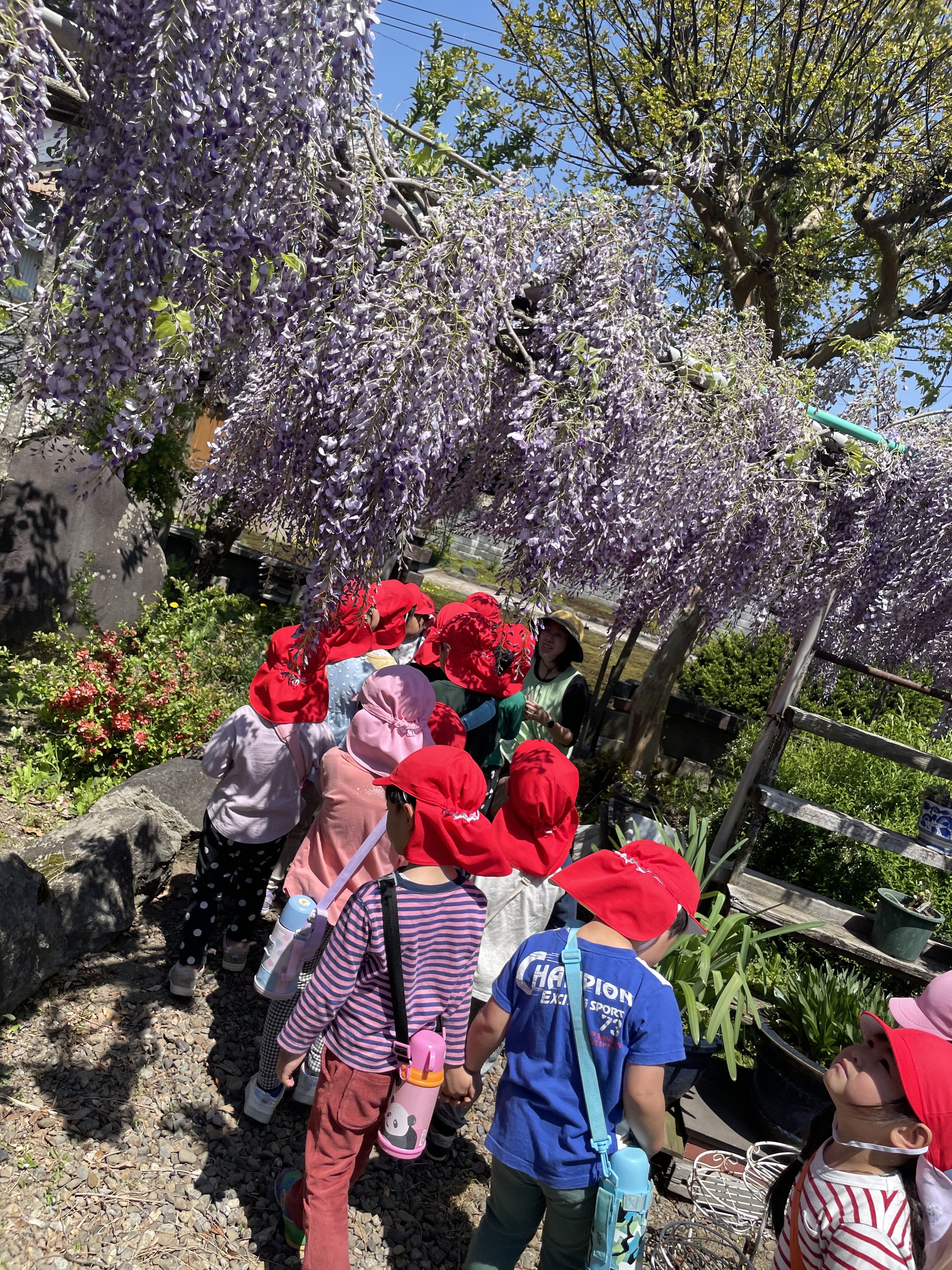 藤の花、きれい～！②