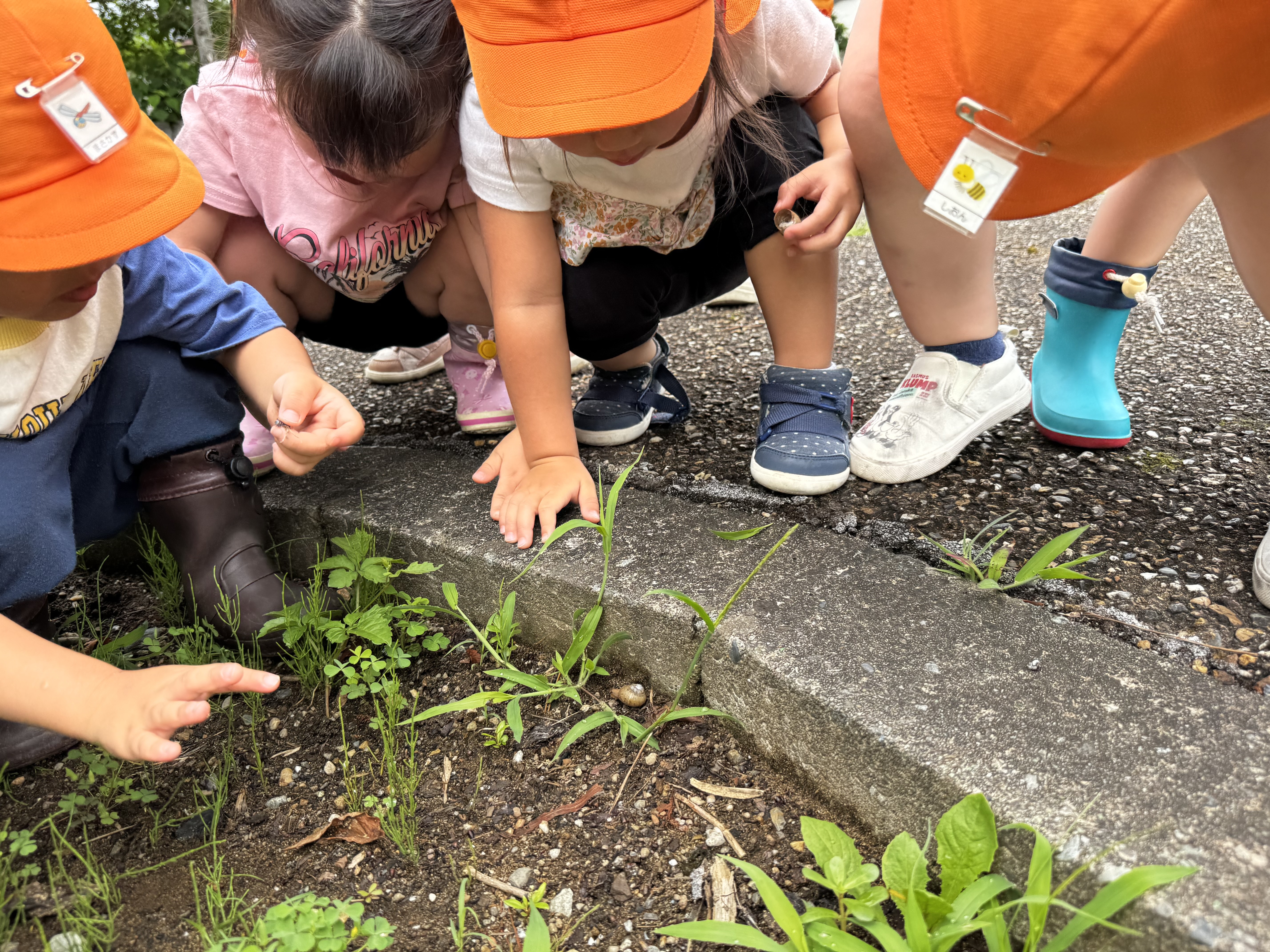 カタツムリ発見！ゆーっくり動くのをじーっと観察。面白いね。