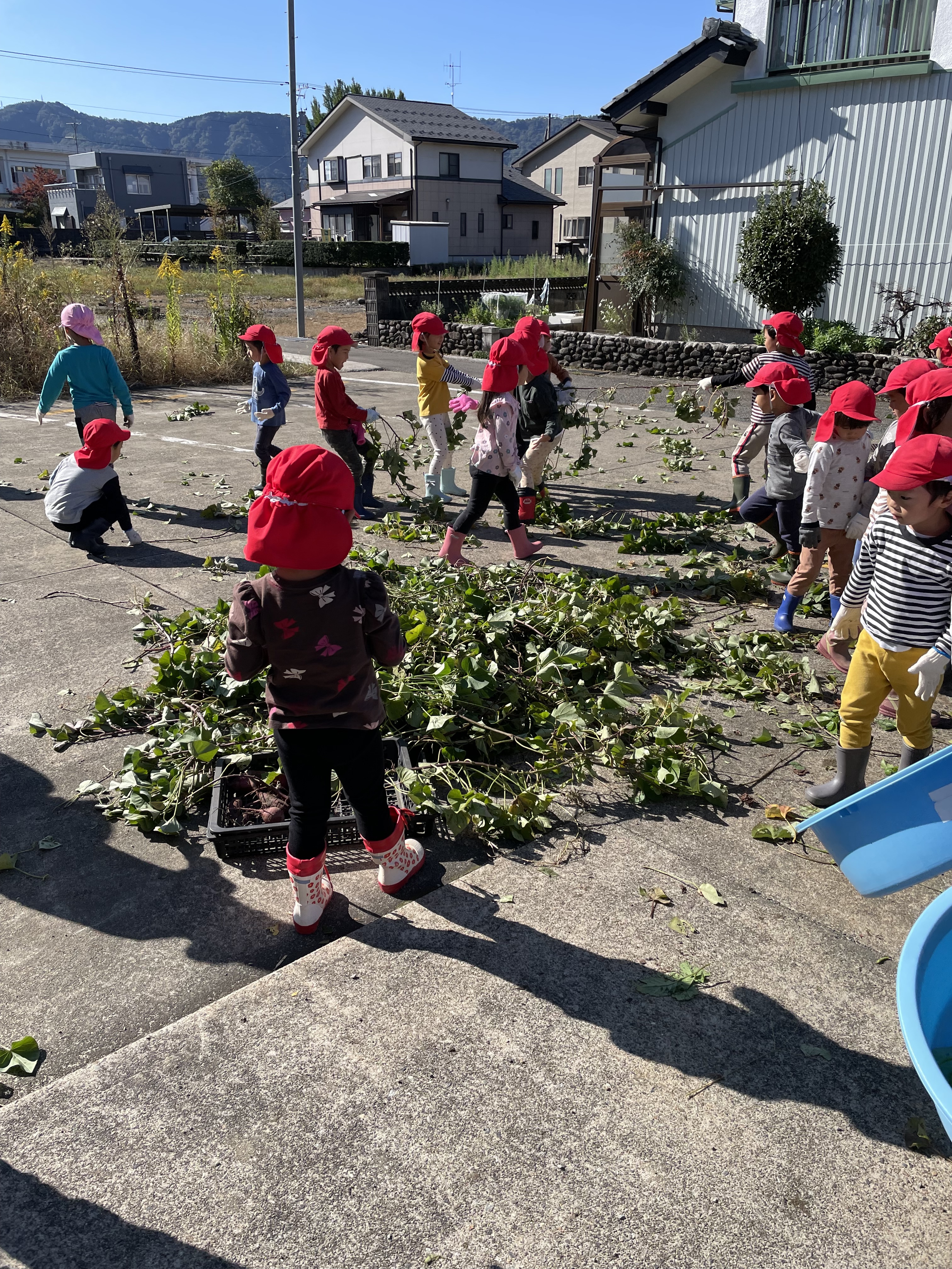 1 芋の弦をみんなで引っ張って集めました。